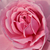 Roz - Trandafir pentru straturi Floribunda - Fluffy Ruffles